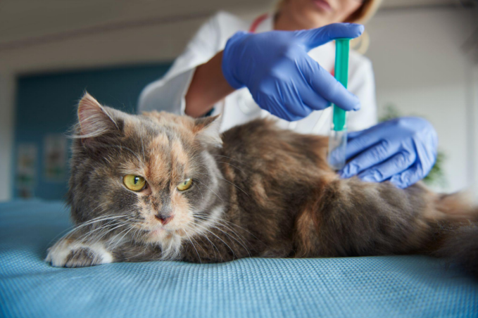 Routine Vaccinations for Pets: A Loving Step Toward Lifelong Health